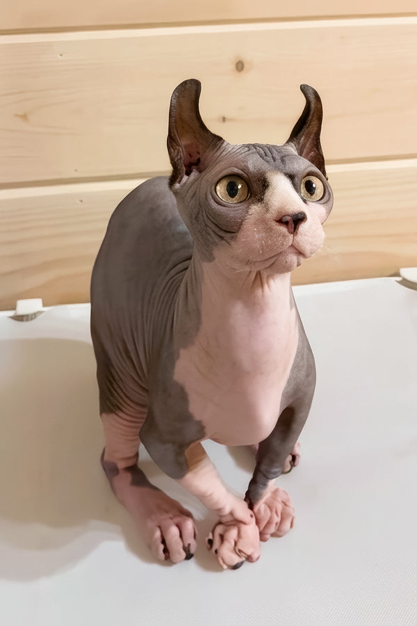 Osiris | Dwelf Sphynx Kitten