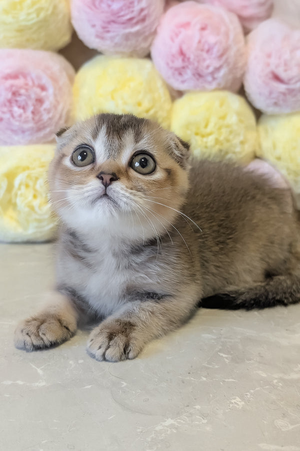 Oskar | Scottish Fold Kitten