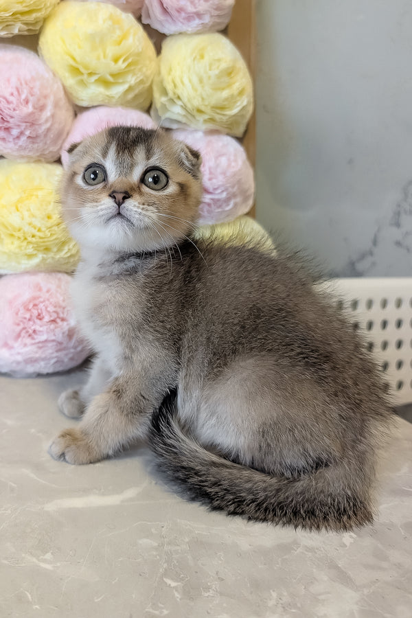 Oskar | Scottish Fold Kitten