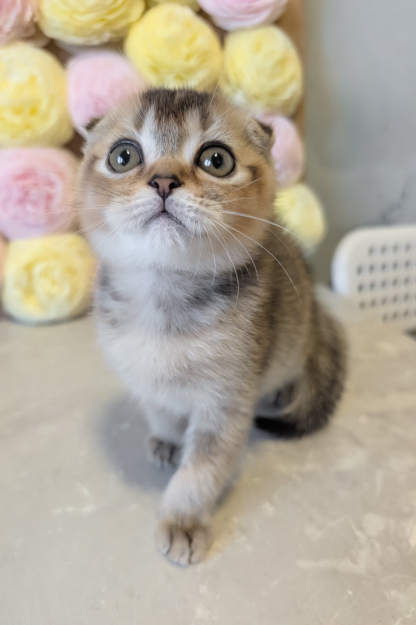 Oskar | Scottish Fold Kitten