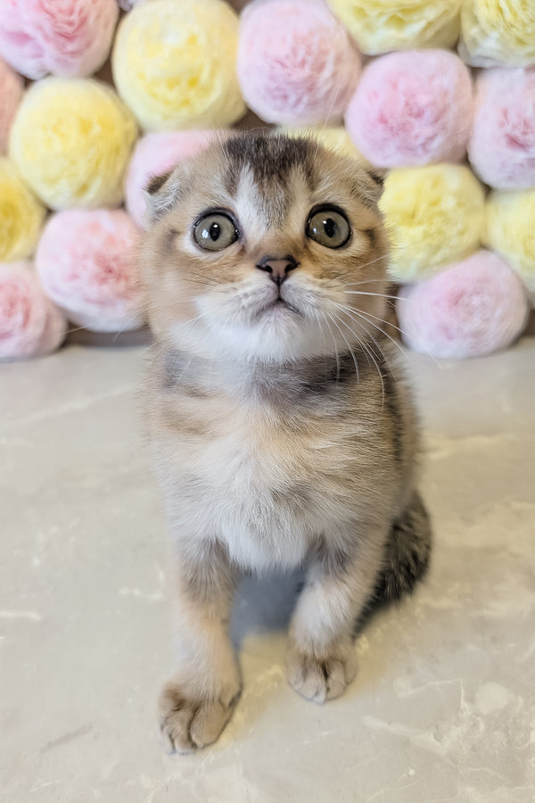 Oskar | Scottish Fold Kitten