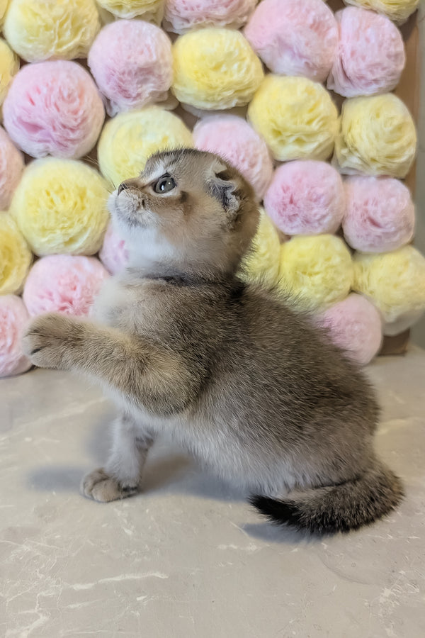Oskar | Scottish Fold Kitten