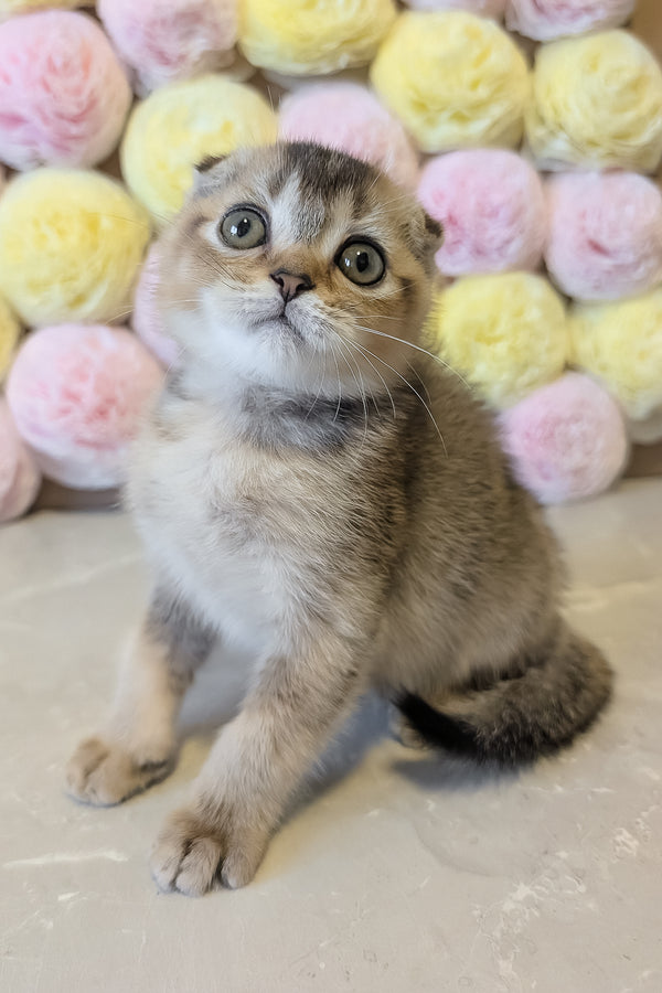 Oskar | Scottish Fold Kitten