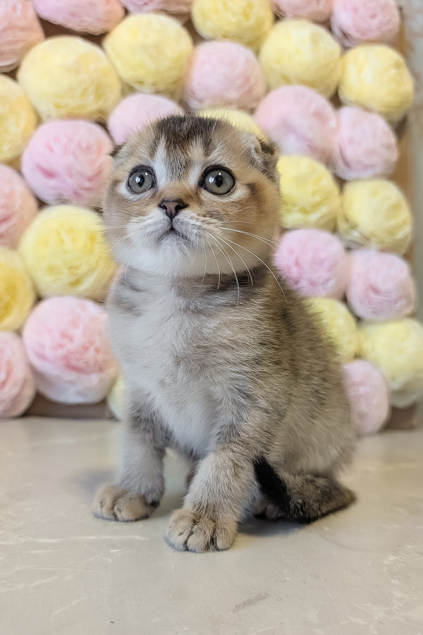Oskar | Scottish Fold Kitten