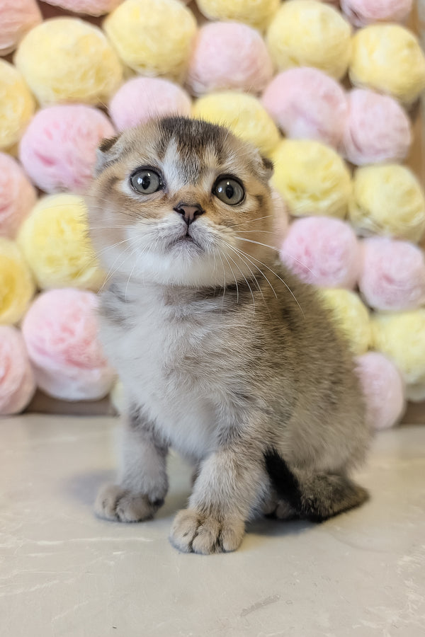 Oskar | Scottish Fold Kitten