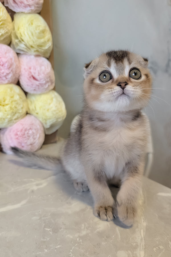 Oskar | Scottish Fold Kitten