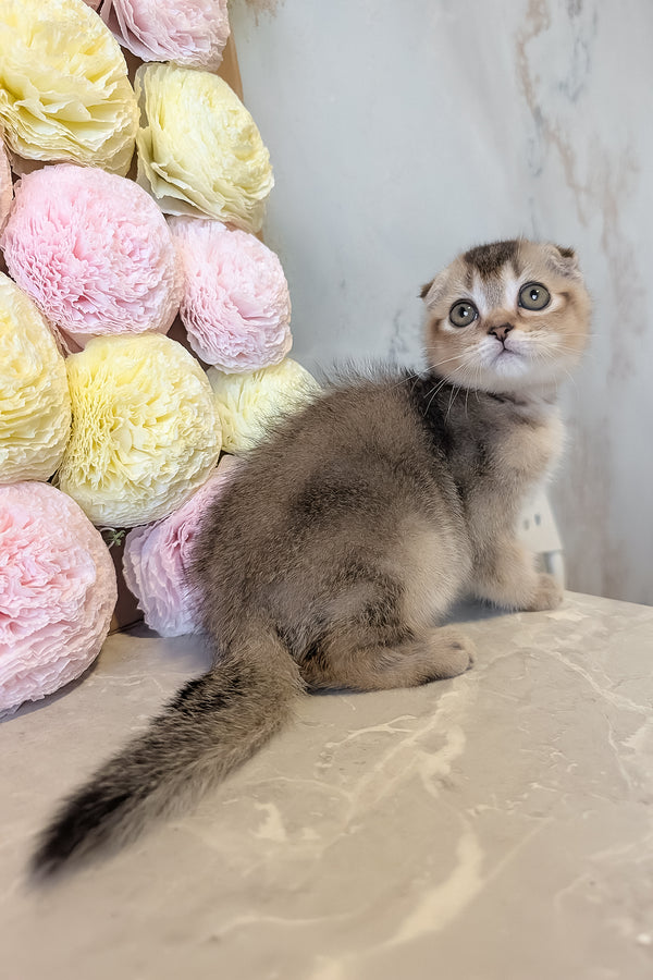 Oskar | Scottish Fold Kitten