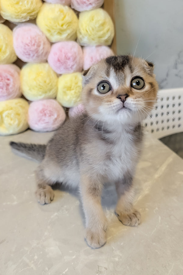Oskar | Scottish Fold Kitten