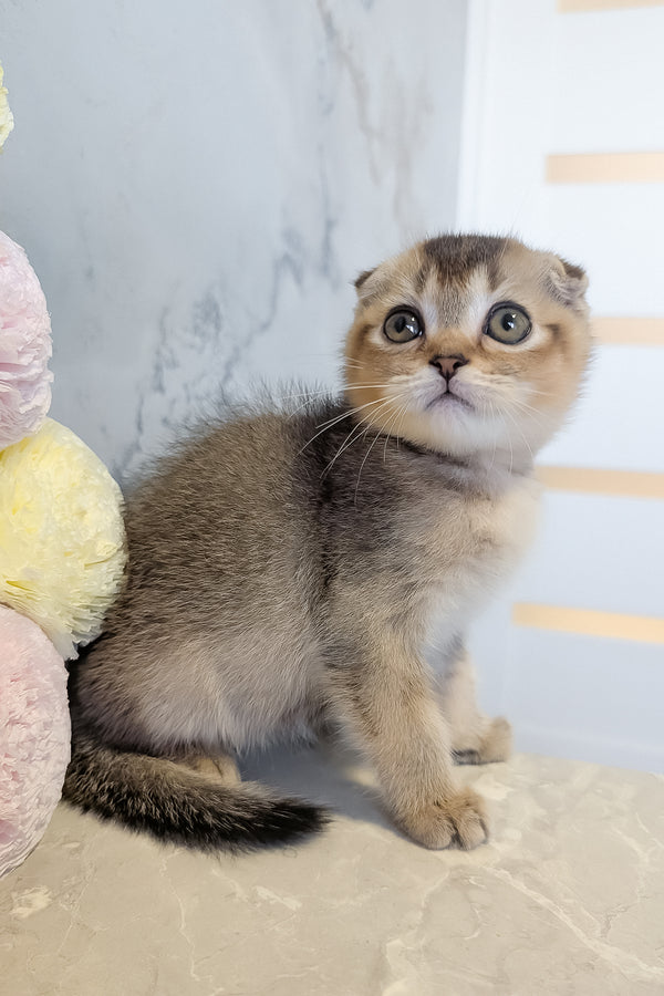 Oskar | Scottish Fold Kitten
