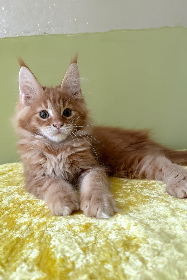 Oskar | Maine Coon Kitten