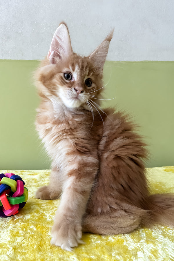 Oskar | Maine Coon Kitten
