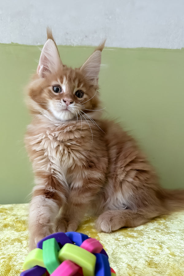 Oskar | Maine Coon Kitten