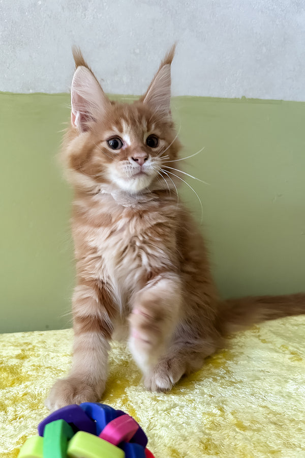 Oskar | Maine Coon Kitten