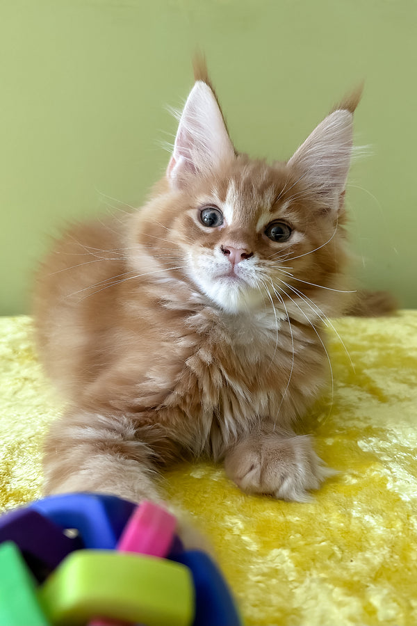 Oskar | Maine Coon Kitten