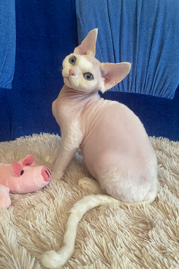 Oskar | Devon Rex Kitten