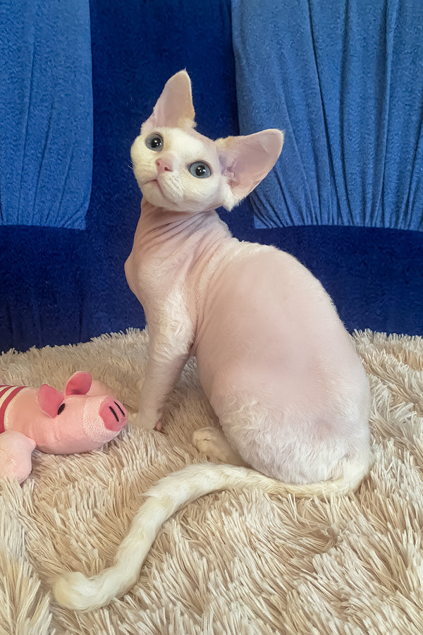 Oskar | Devon Rex Kitten