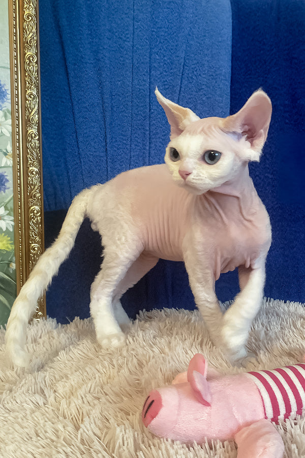 Oskar | Devon Rex Kitten