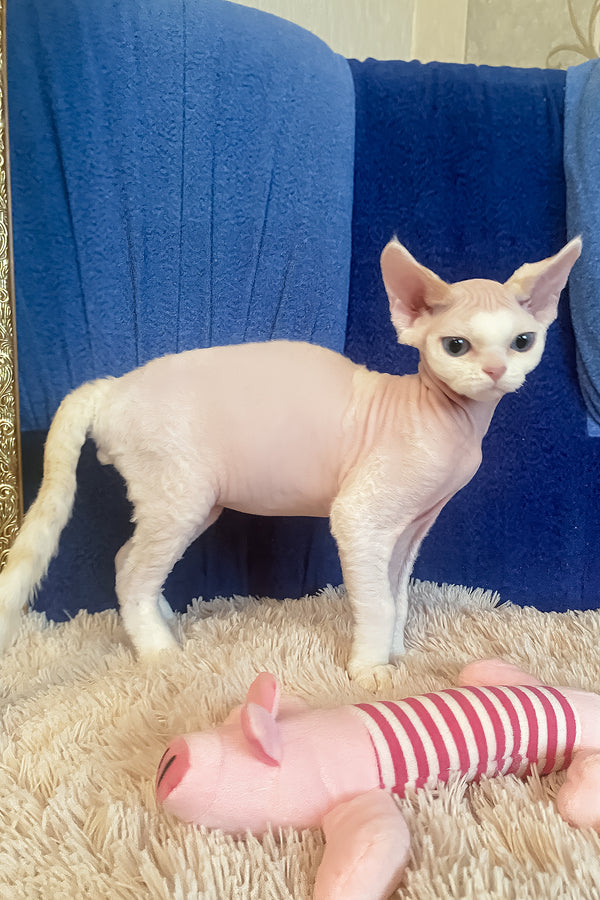 Oskar | Devon Rex Kitten