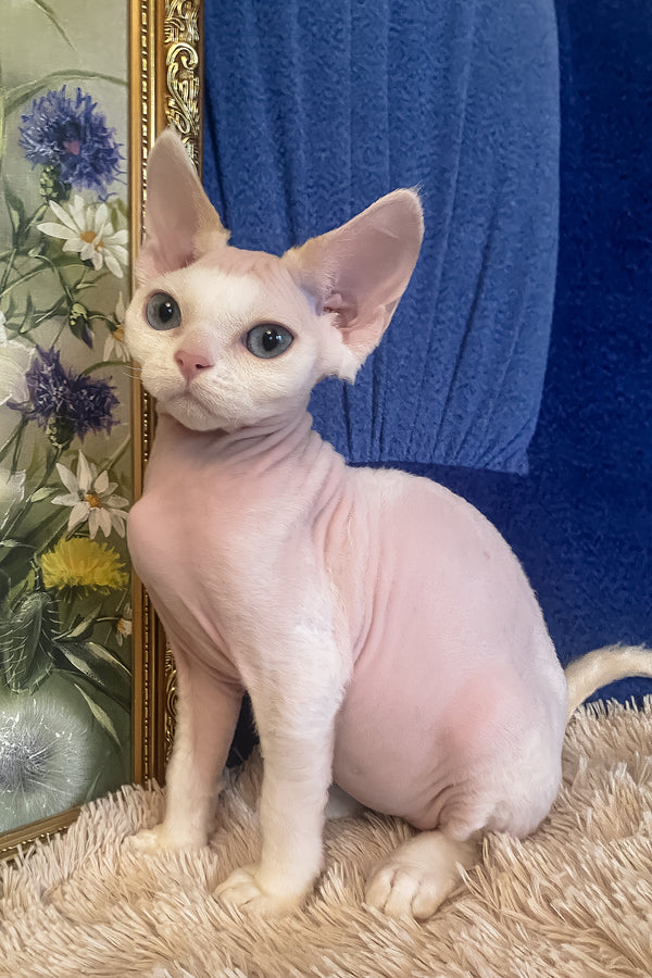 Oskar | Devon Rex Kitten
