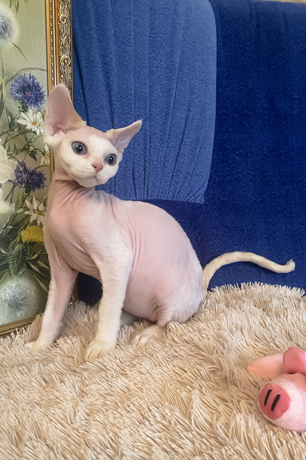 Oskar | Devon Rex Kitten