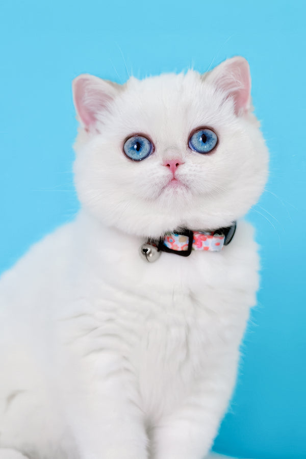 Orin | British Shorthair Kitten
