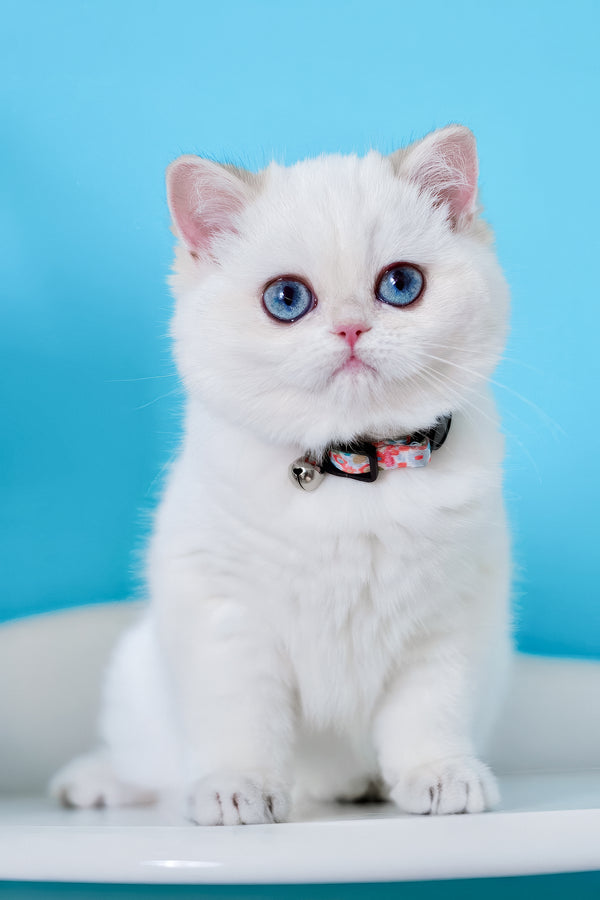 Orin | British Shorthair Kitten