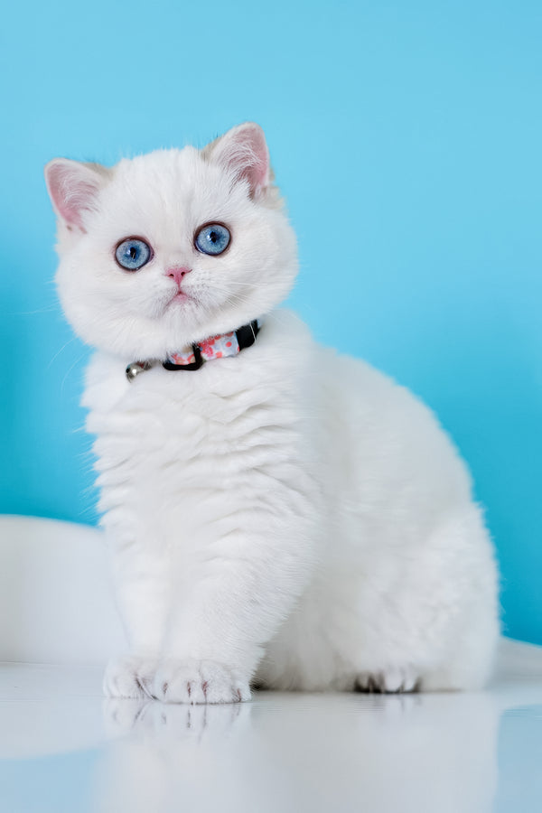 Orin | British Shorthair Kitten