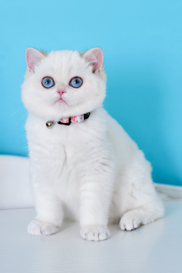 Orin | British Shorthair Kitten