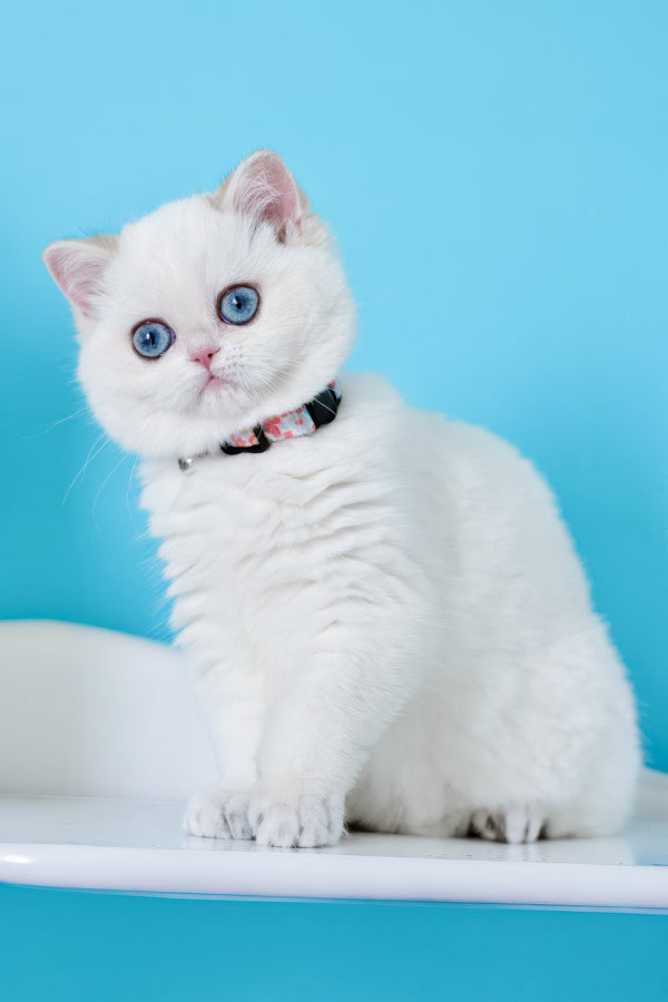 Orin | British Shorthair Kitten