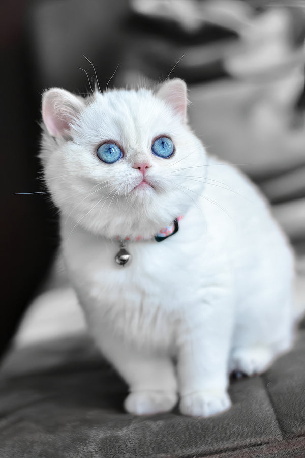 Orin | British Shorthair Kitten