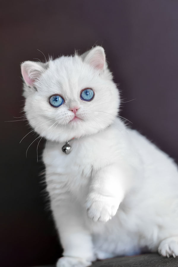 Orin | British Shorthair Kitten