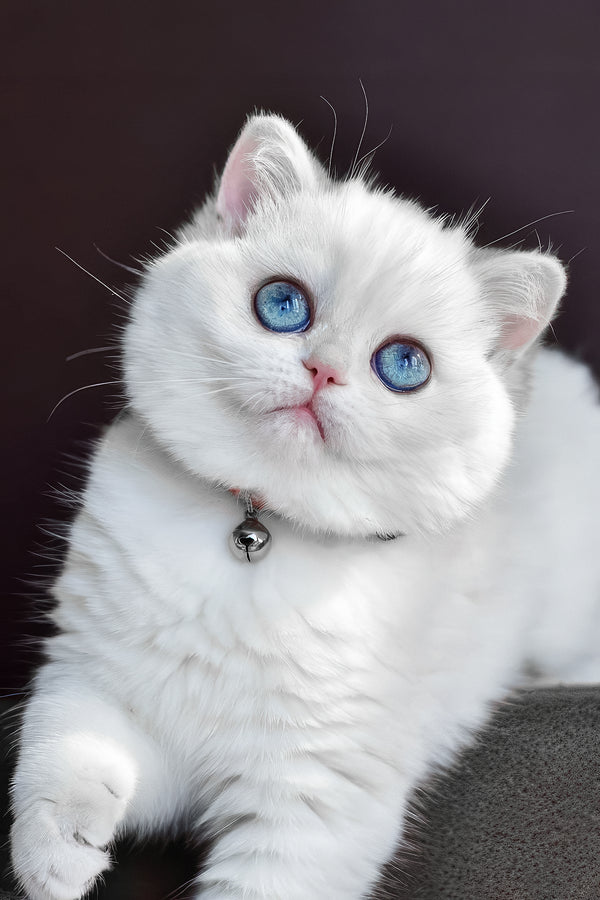 Orin | British Shorthair Kitten