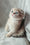 Oslo | Scottish Fold Kitten