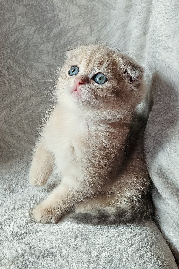 Oslo | Scottish Fold Kitten