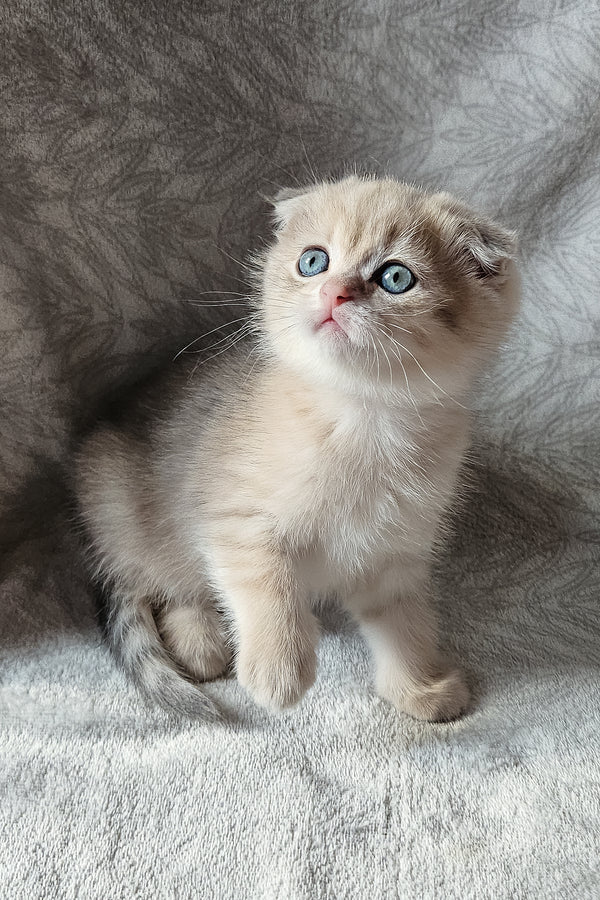 Oslo | Scottish Fold Kitten