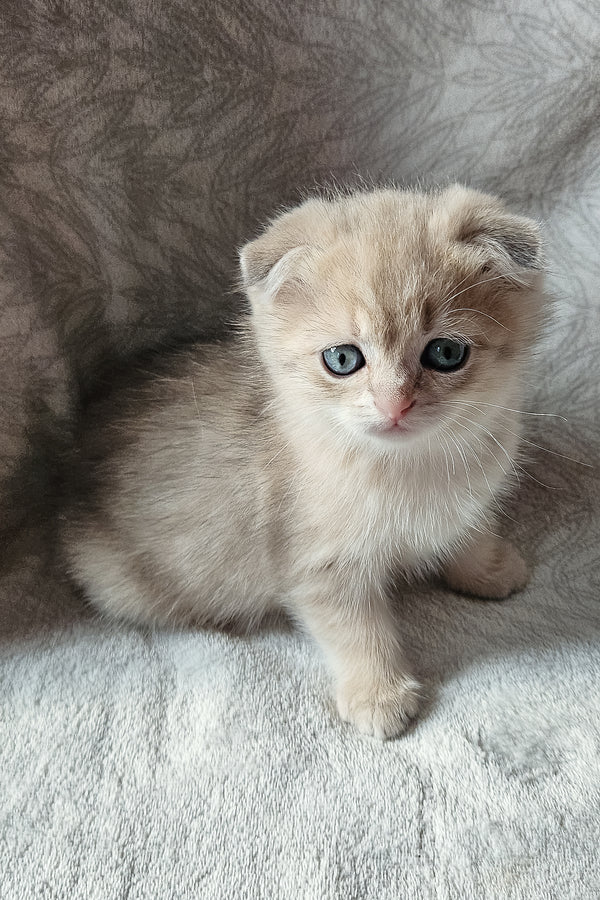 Oslo | Scottish Fold Kitten