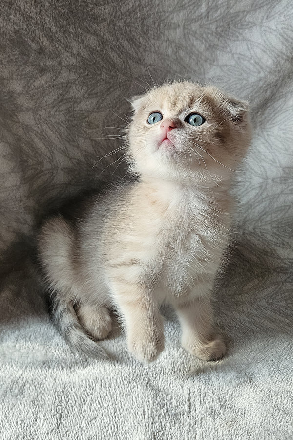 Oslo | Scottish Fold Kitten