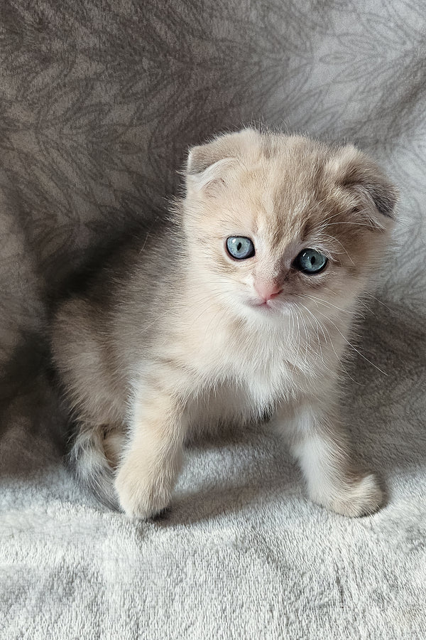 Oslo | Scottish Fold Kitten