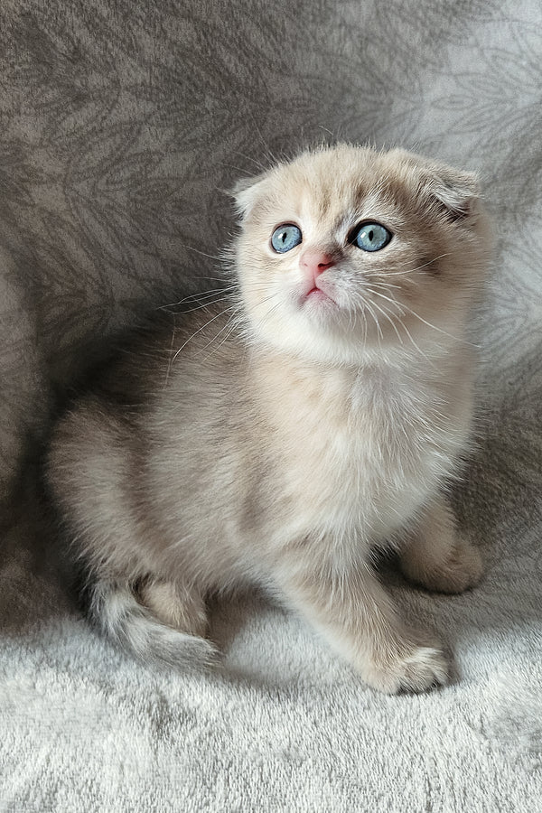 Oslo | Scottish Fold Kitten