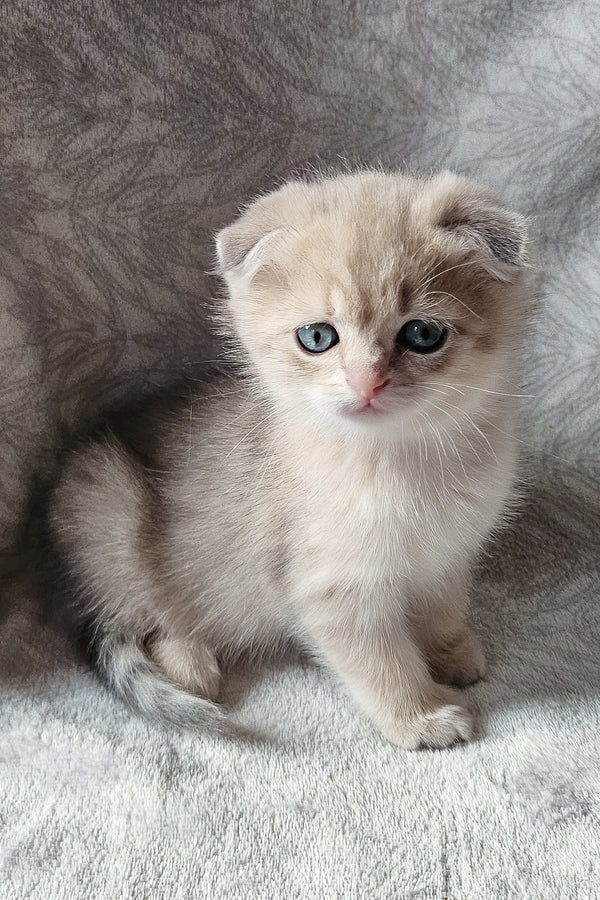 Oslo | Scottish Fold Kitten