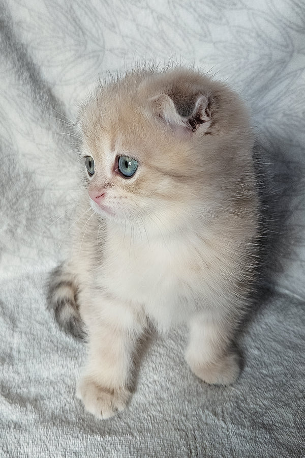 Oslo | Scottish Fold Kitten