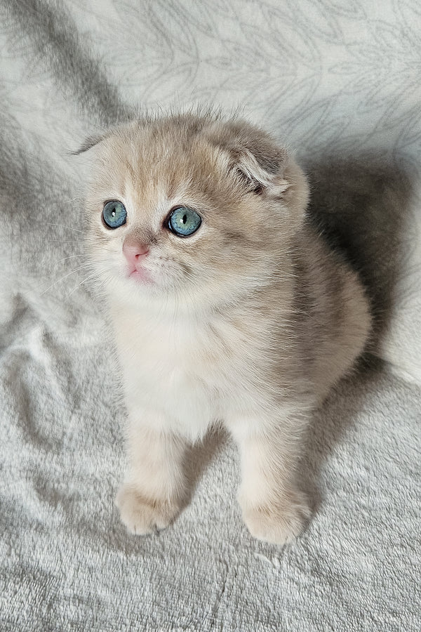 Oslo | Scottish Fold Kitten