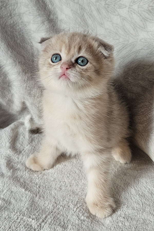 Oslo | Scottish Fold Kitten