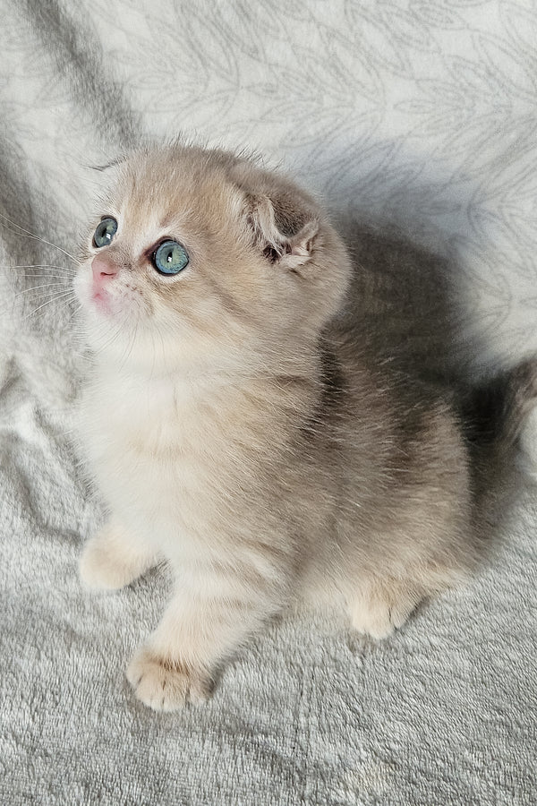 Oslo | Scottish Fold Kitten