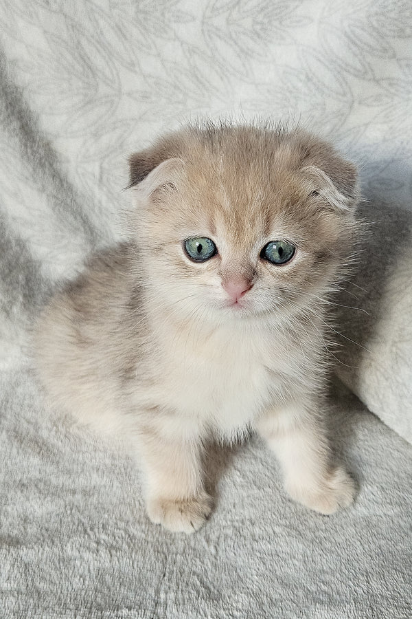 Oslo | Scottish Fold Kitten