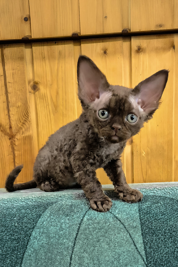 Osman | Devon Rex Kitten
