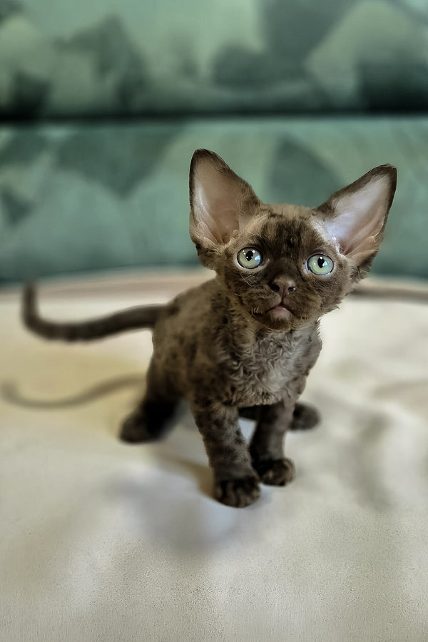Osman | Devon Rex Kitten