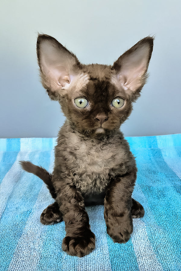 Osman | Devon Rex Kitten