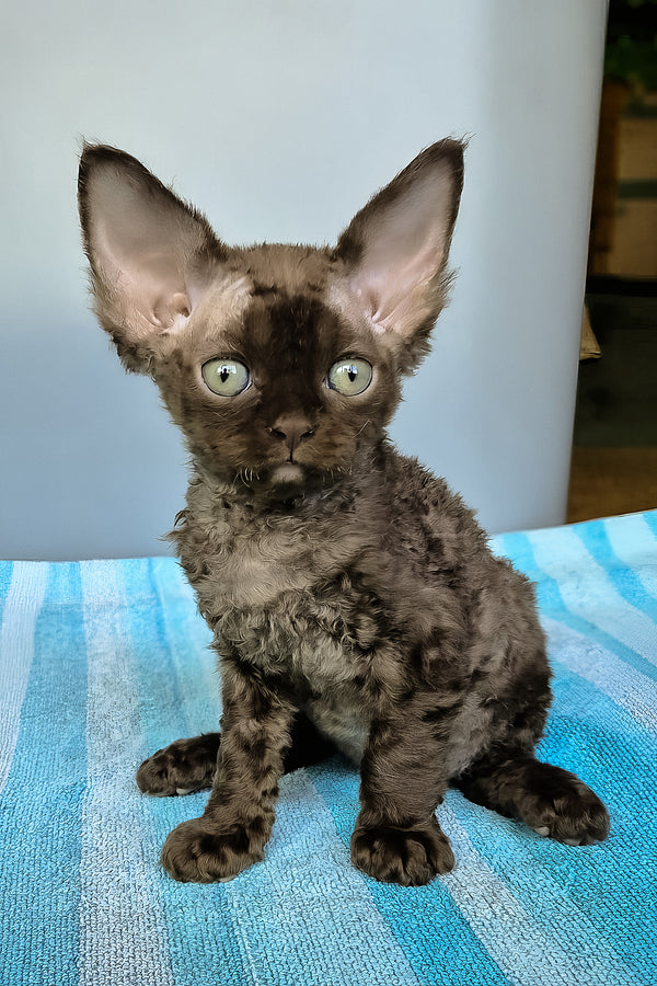 Osman | Devon Rex Kitten