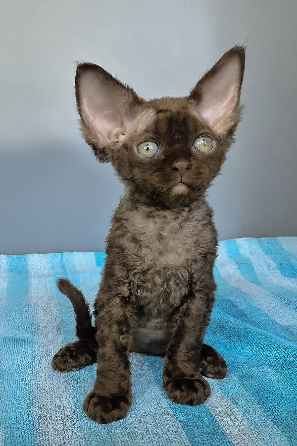 Osman | Devon Rex Kitten
